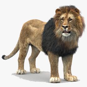Lion (1) (Rigged, Fur)
